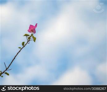 Pink flowers in the morning sky background