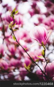 Pink flowers magnolia on a tree branches. Background. Pink flowers magnolia on a tree branches