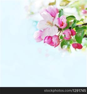 pink flowers of apple trees on a white background