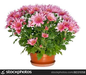 Pink flowers of Chrysanthemum plant in flowerpot isolated on white.