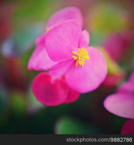 Pink flowers of everblooming begonia in flowerbed.     Begonia semperflorens 