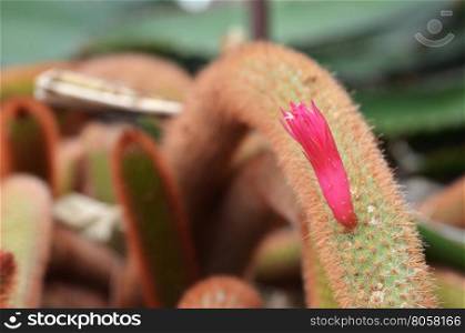Pink flowers of golden rat-tailed cactus in garden