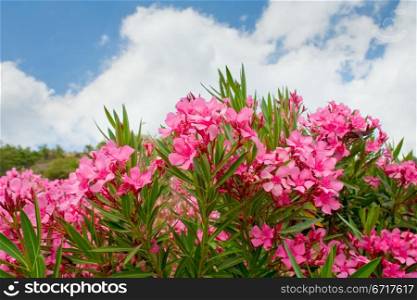 pink flowers of oleander in summer day