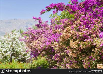 pink flowers of oleander in summer day in Sicily