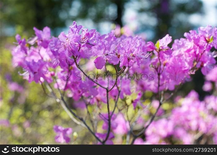 pink flowers of rhododendron (Rhododendron dauricum L.), a Siberian shrub registered in Red Book