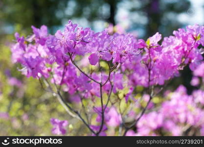 pink flowers of rhododendron (Rhododendron dauricum L.), a Siberian shrub registered in Red Book