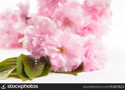 Pink flowers of sakura close up on white