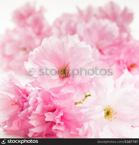 Pink flowers of sakura isolated on white