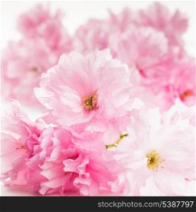 Pink flowers of sakura isolated on white