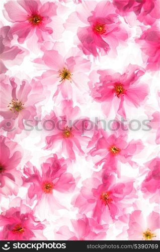 Pink flowers of sakura like a background