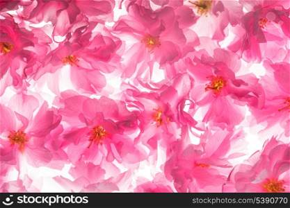Pink flowers of sakura like a background