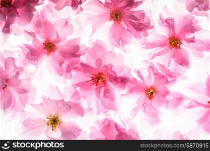 Pink flowers of sakura like a background. sakura pattern