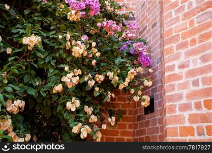 pink flowers on a background of red brick wall