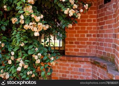 pink flowers on a background of red brick wall