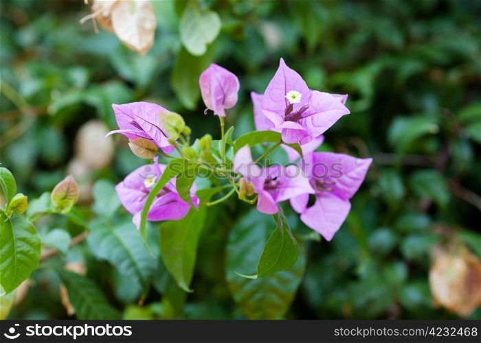 pink flowers on a green tree