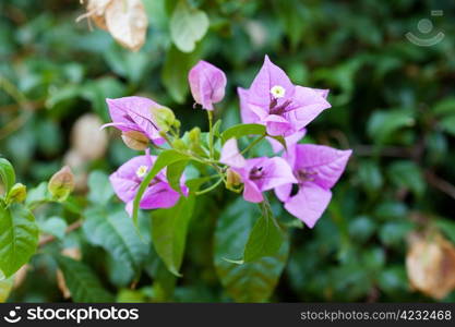 pink flowers on a green tree