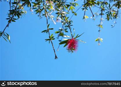 pink flowers on a green tree on sky background