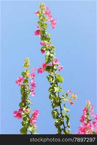 Pink flowers on blue sky background. Flowers at sunlight.