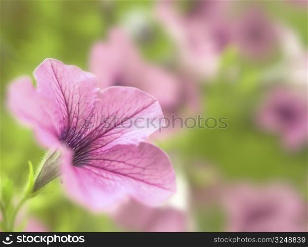 Pink flowers on the green field. Very soft image.