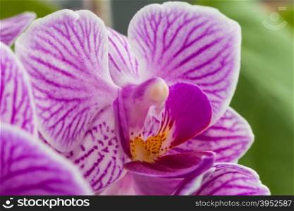 pink flowers orchid close-up