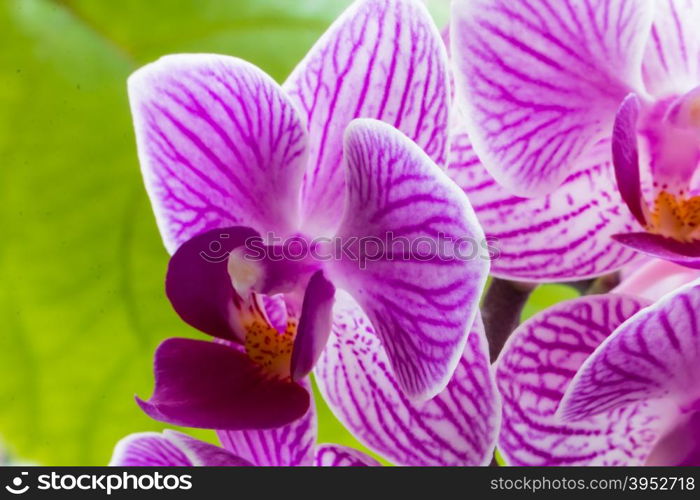 pink flowers orchid close-up