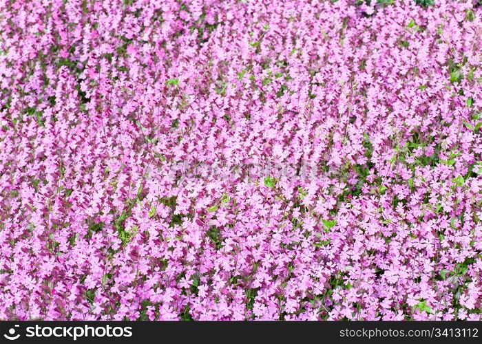 "pink flowers "Phlox subulata "Zosia" in spring park (background)"