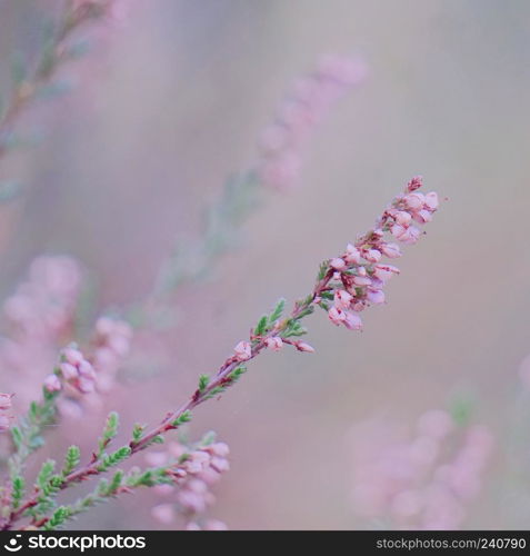 pink flowers q