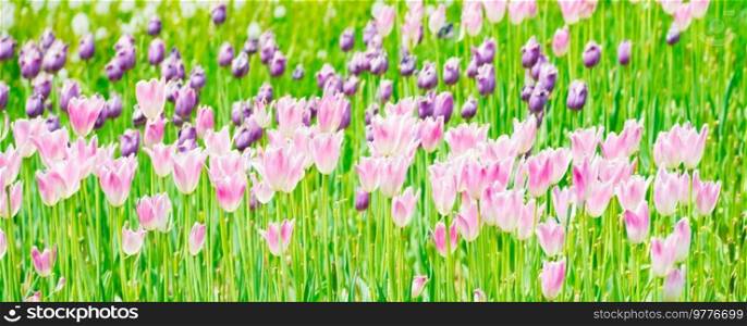 Pink flowers tulips panorama with green grass field