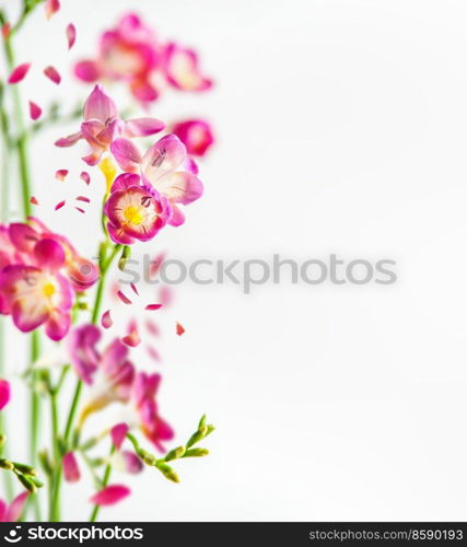 Pink flowers with green stems at white backdrop. Floral nature background. Front view.