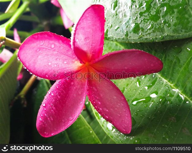 Pink frangipani flower beautiful on tree nature garden / plumeria flower tropical plant