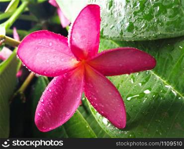 Pink frangipani flower beautiful on tree nature garden / plumeria flower tropical plant