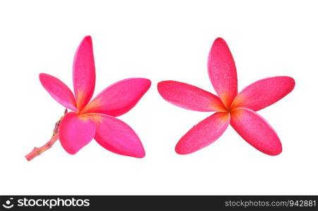 Pink frangipani flower isolated on white background.