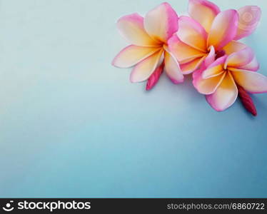 Pink frangipani flower on background with copy space.