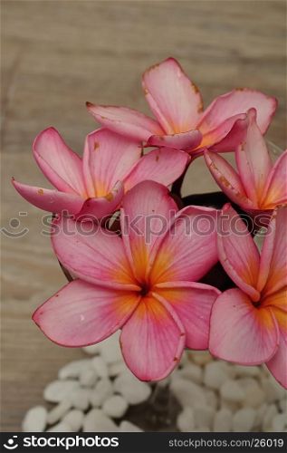 Pink frangipani flowers in a container to be used as decoration