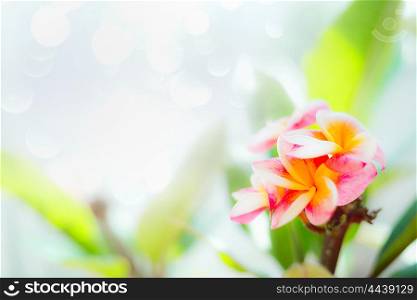 Pink Frangipani flowers on bokeh nature background, outdoor