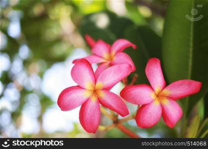 Pink frangipani flowers or Pink plumeria blooming on tree in the garden and have copy space to design in your work concept.