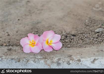 pink Frangipani, Frangipanni, or plumeria tropical flowers over soil background