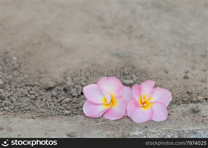 pink Frangipani, Frangipanni, or plumeria tropical flowers over soil background
