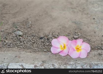 pink Frangipani or plumeria tropical flowers over soil background. plumeria tropical flowers