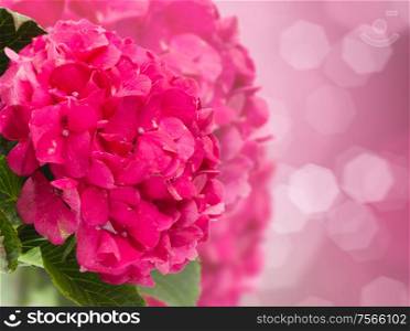 pink fresh hortensia flowers brunch close up on dark bokeh background. pink hortensia flowers close up