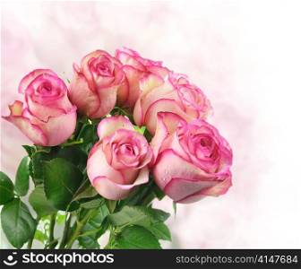 pink fresh roses