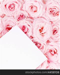 Pink fresh roses background with blank paper greeting card