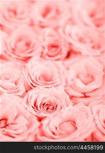 Pink fresh roses background with selective focus