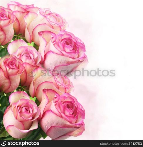 pink fresh roses , close up