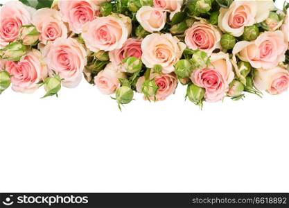 Pink fresh roses with buds border isolated on white background. Violet blooming roses