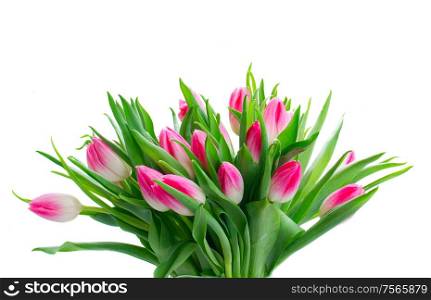 Pink fresh tulip flowers bunch with green leaves in vase close up isolated on white background. Pink fresh tulips