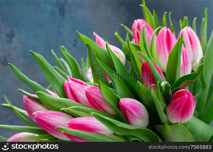 pink fresh tulip flowers on gray background with copy space. Pink fresh tulips