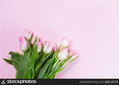 Pink fresh tulip flowers on pink background with copy space, flat lay. Pink fresh tulips