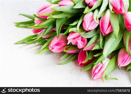 pink fresh tulips on white wooden background. Pink fresh tulips