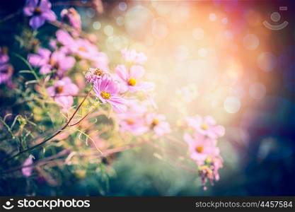 Pink garden or park flowers on sunny nature background